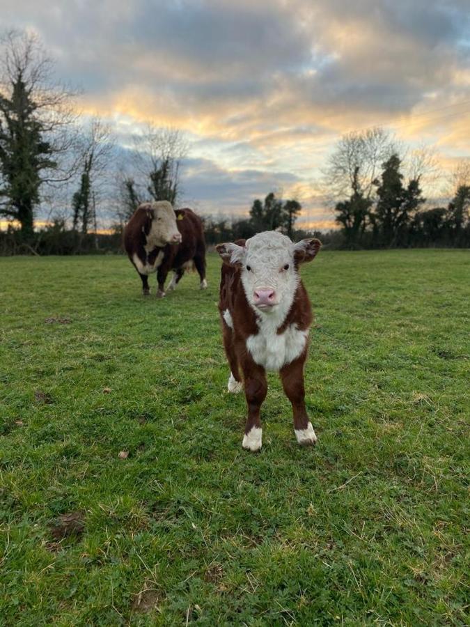 Limerick Junction Katie'S Cottage מראה חיצוני תמונה